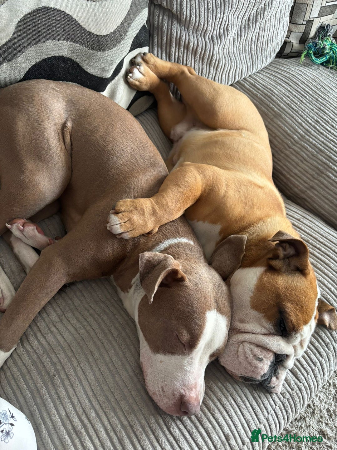 Staffordshire Bull Terrier dogs for sale: With a heavy heart having to rehome beautiful Nova - Image 5