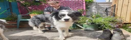 Border Collie dogs for stud: *proven* health tested working merle border collie - Advert 5