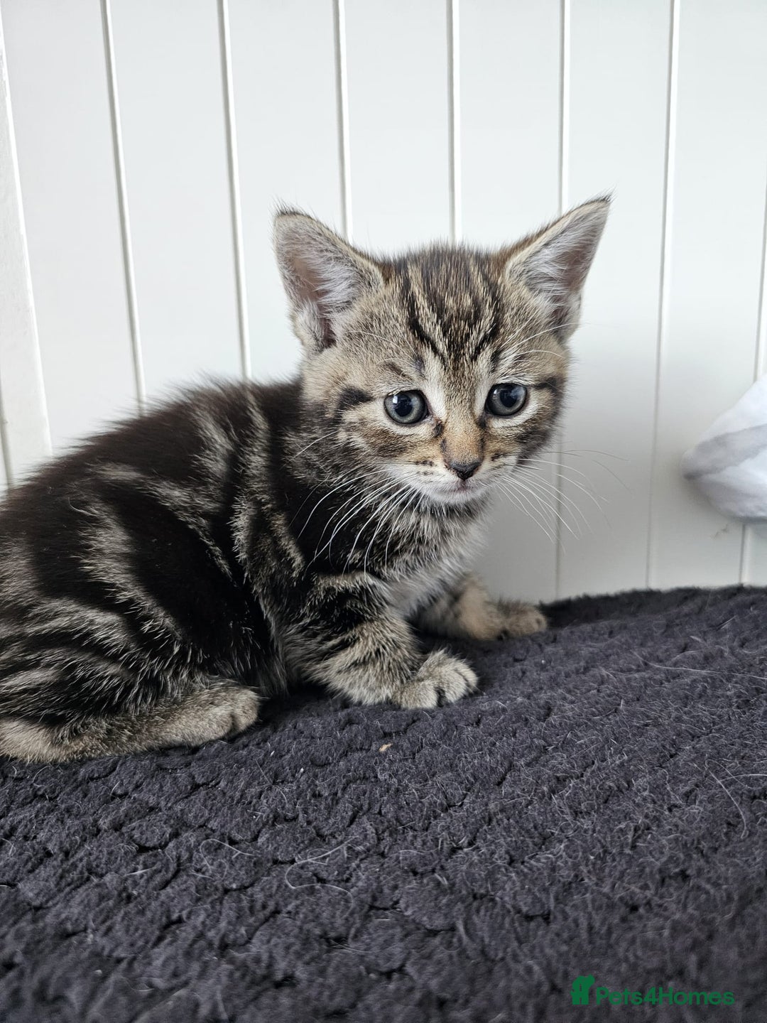 Mixed Breed cats for sale: Two beautiful litters of kittens😻🐱😹 - Image 14