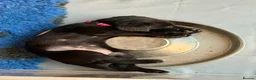 Labrador Retriever dogs for sale: Gorgeous Black Labrador pups for sale - Advert 8