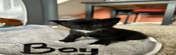 Mixed Breed cats for sale: Black and white kittens for sale - Advert 3
