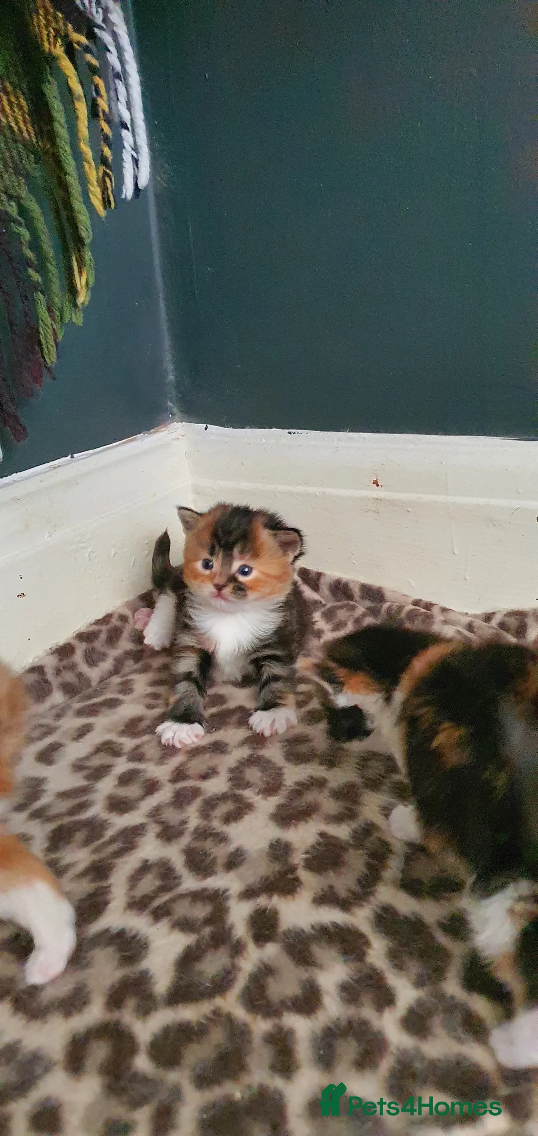 Persian cats for sale: Gorgeous rare colour Persian babies  - Advert 3