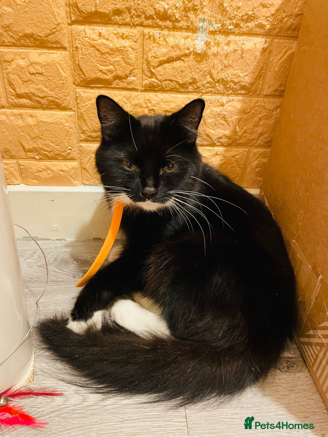 Mixed Breed cats for sale: Kitten - Image 10