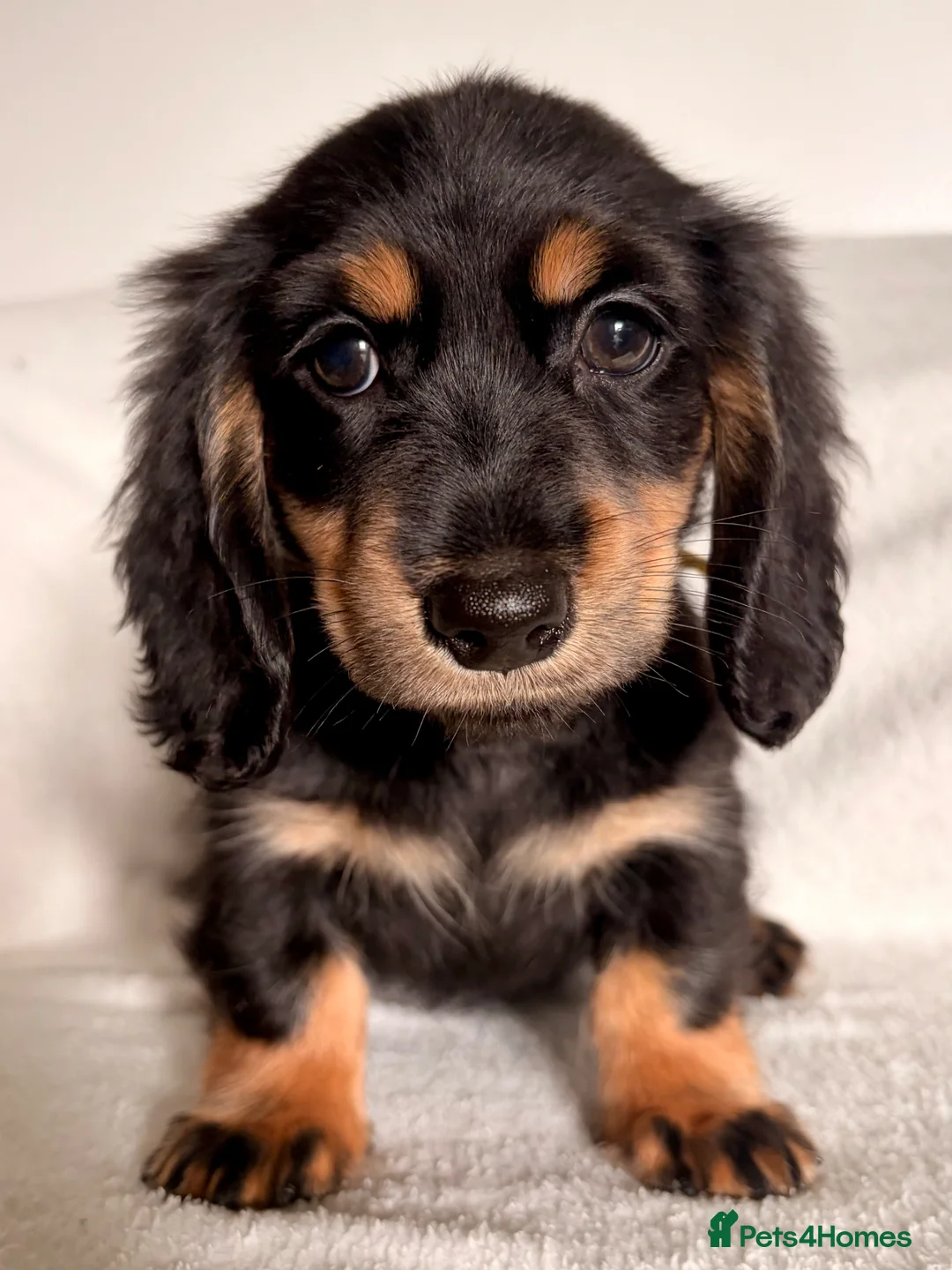 Miniature Dachshund dogs for sale: Longhaired Miniature Dachshund Puppies - Advert 2