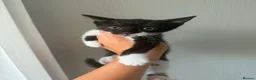 Mixed Breed cats for sale: Kittens for sale  in Canvey Island - Advert 3