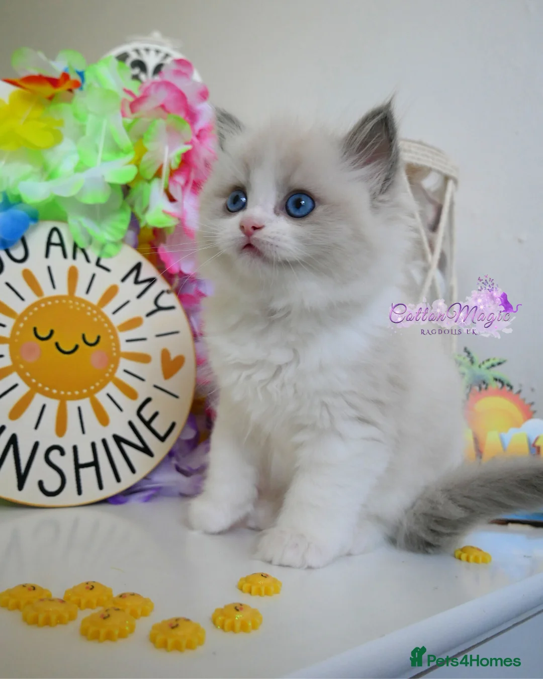 Ragdoll cats for sale: Exquisite High-End Quality Ragdolls Lynx / Bicolor - Advert 9