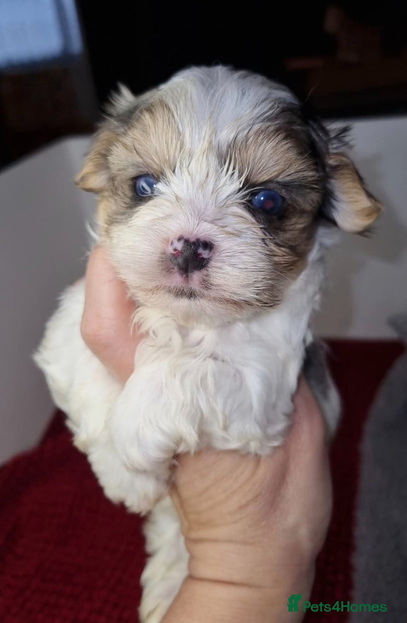 Yorkshire Terrier dogs Blueberry Yorkshire Terrier male puppies  - Advert 14