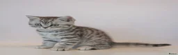 British Shorthair cats for sale: Stunning Classic British shorthair kittens - Advert 4