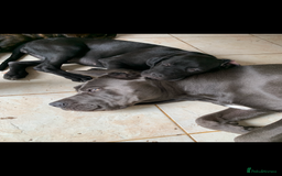 Cane Corso dogs for sale: Cane corso pups  - Image 3