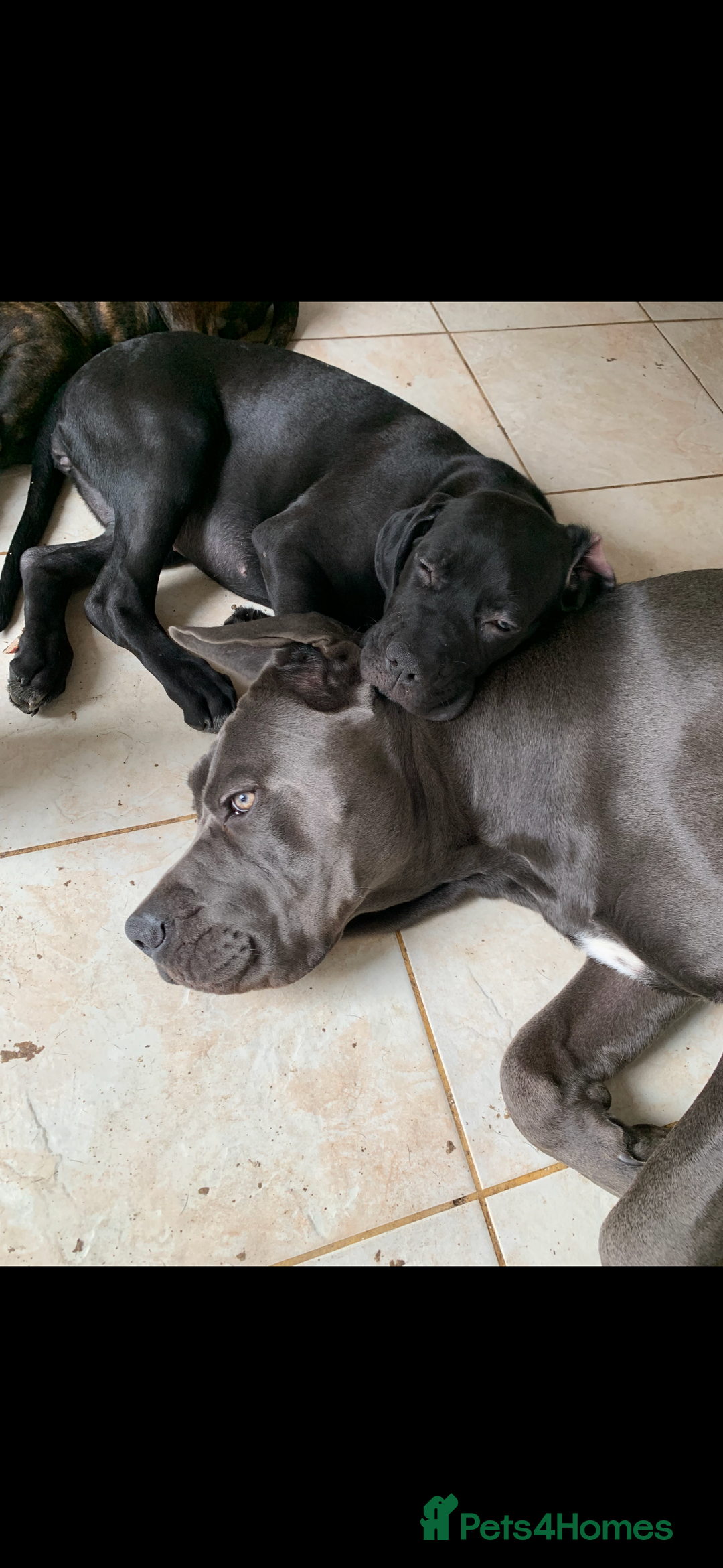 Cane Corso dogs for sale: Cane corso pups  - Image 3