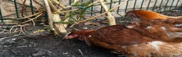 Chickens poultry for sale: 4 Hens for £70 in Manchester - Advert 18