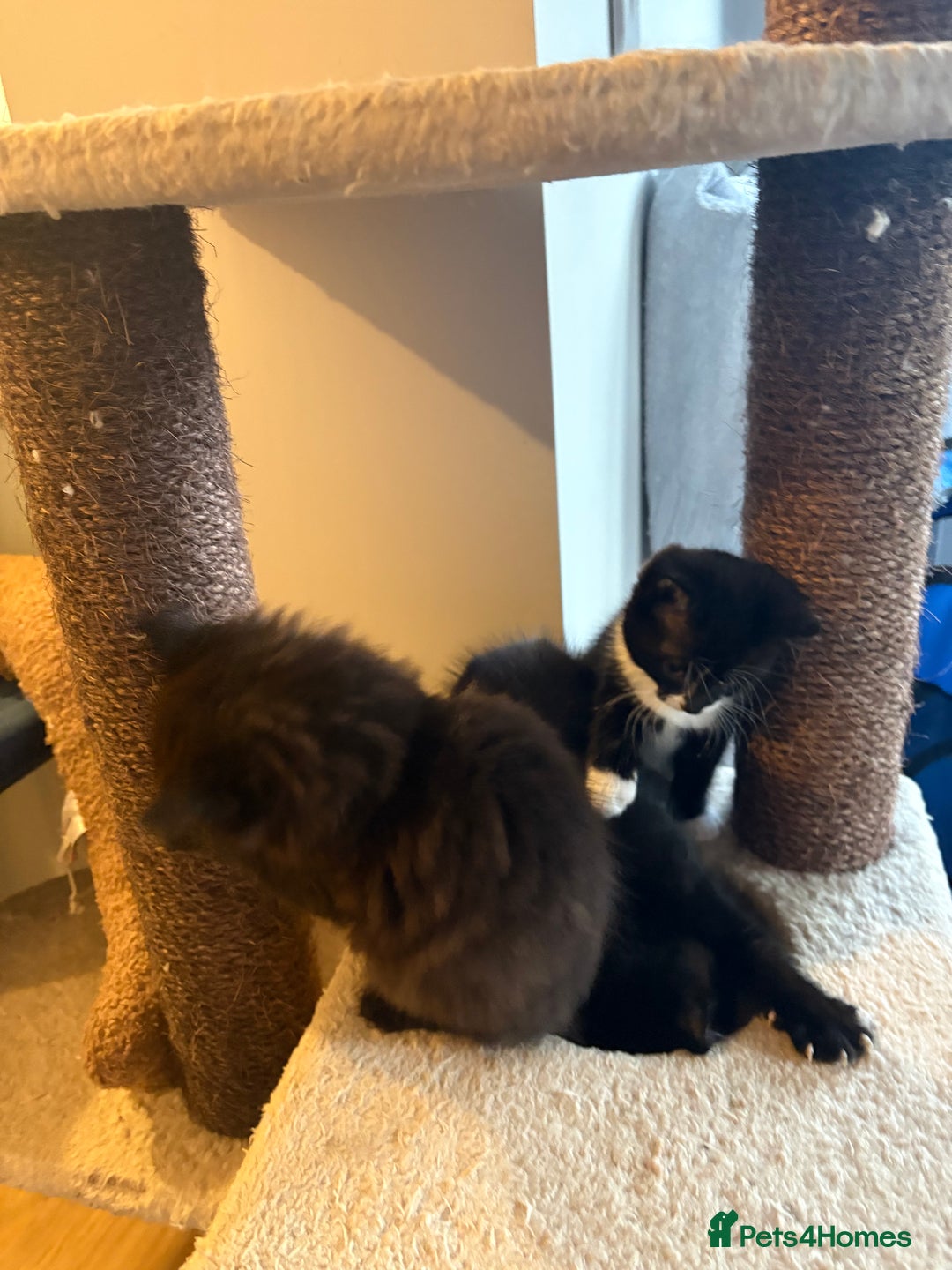 British Shorthair cats for sale: Two black tabby male kittens - Image 6