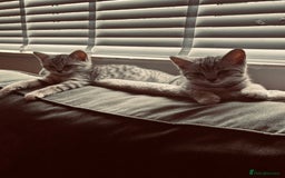 Brazilian Shorthair cats for sale: Silver tipped BSH *one girl left* - Image 16