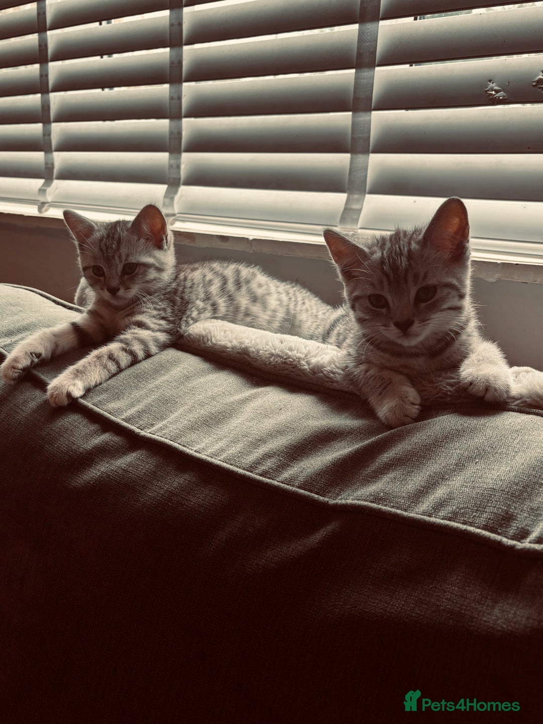 Brazilian Shorthair cats for sale: Silver tipped BSH *one girl left* - Image 16