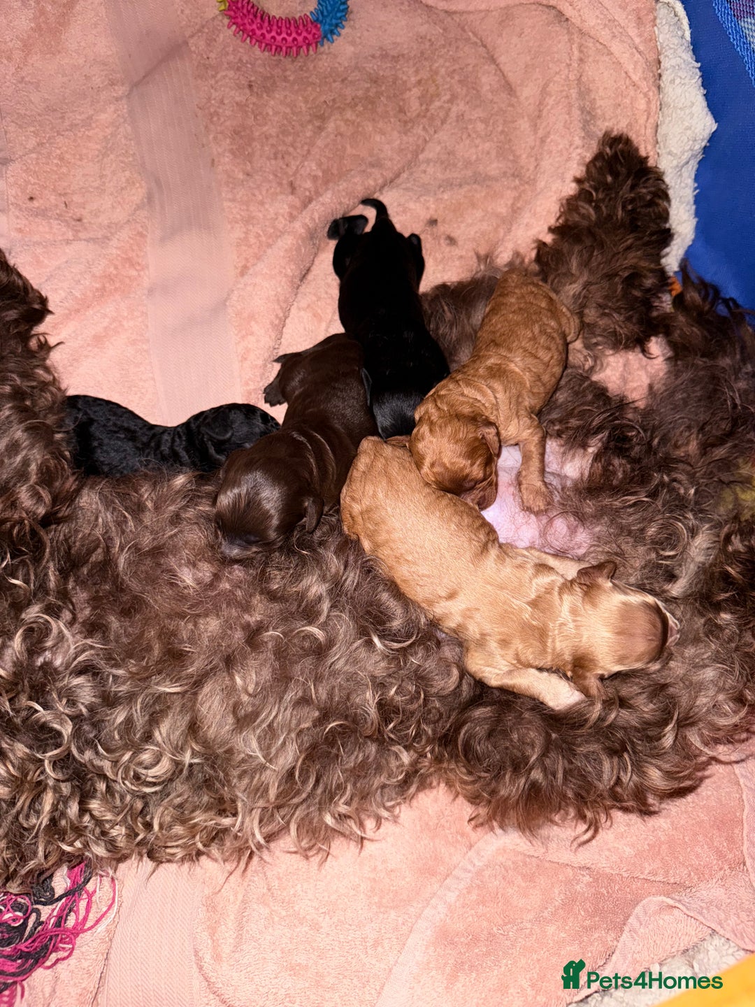Cockapoo dogs for sale: F2 cockapoo  - Image 10