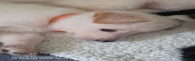 🧡 Puppy 5 – Female – 480g – White (Orange Collar) – 1:00pm