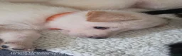 German Shepherd dogs for sale: Exceptional German Shepherd Puppies - Advert 8