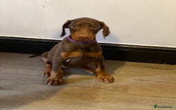 Dobermann dogs for sale: Gorgeous Eu**an Dobermann Puppies - Image 8