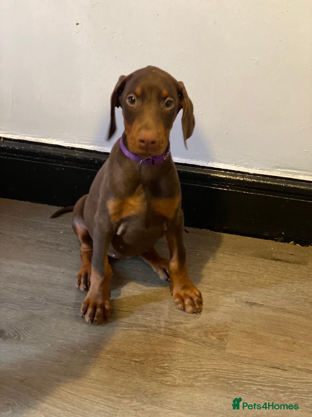 Dobermann dogs for sale: Gorgeous Eu**an Dobermann Puppies - Image 8