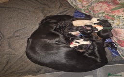 Sprocker dogs for sale: Sprocker Spaniel Puppies  - Image 21