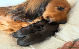 Miniature Dachshund dogs for sale: Last Mini Longhaired Dachshund Girl - READY NOW - Image 1