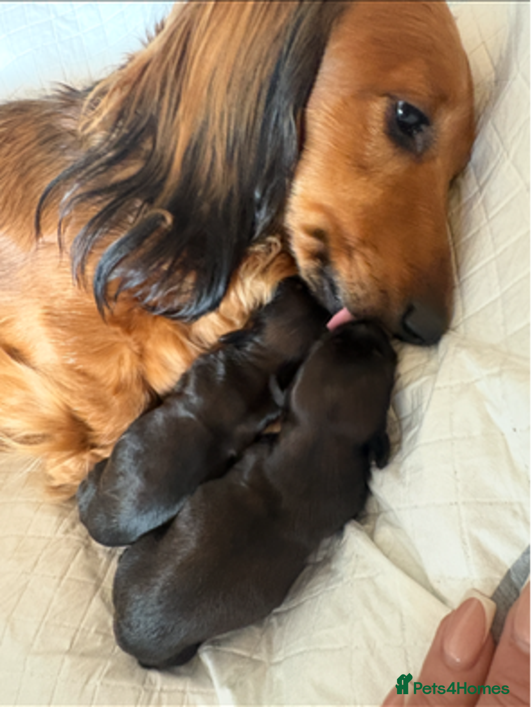 Miniature Dachshund dogs for sale: Last Mini Longhaired Dachshund Girl - READY NOW - Image 1