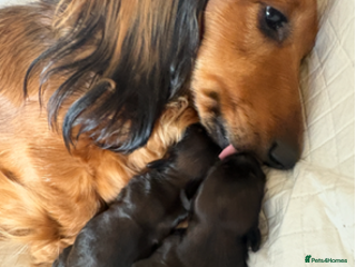Miniature Dachshund dogs for sale - Advert 1