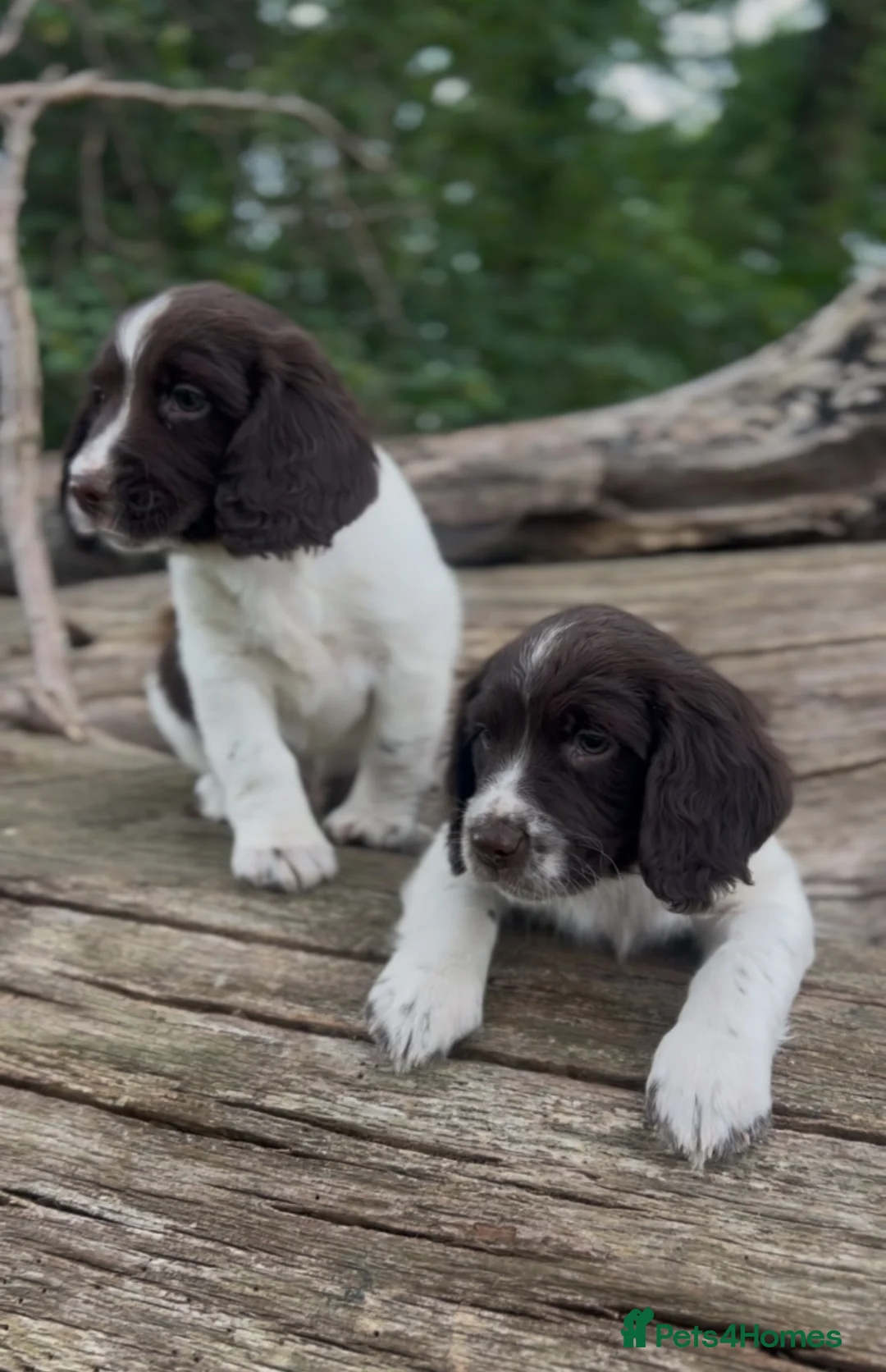 English Springer Spaniel dogs for sale: READY TO LEAVE NOW!! 2 Springer Spaniel boy pups! - Advert 2