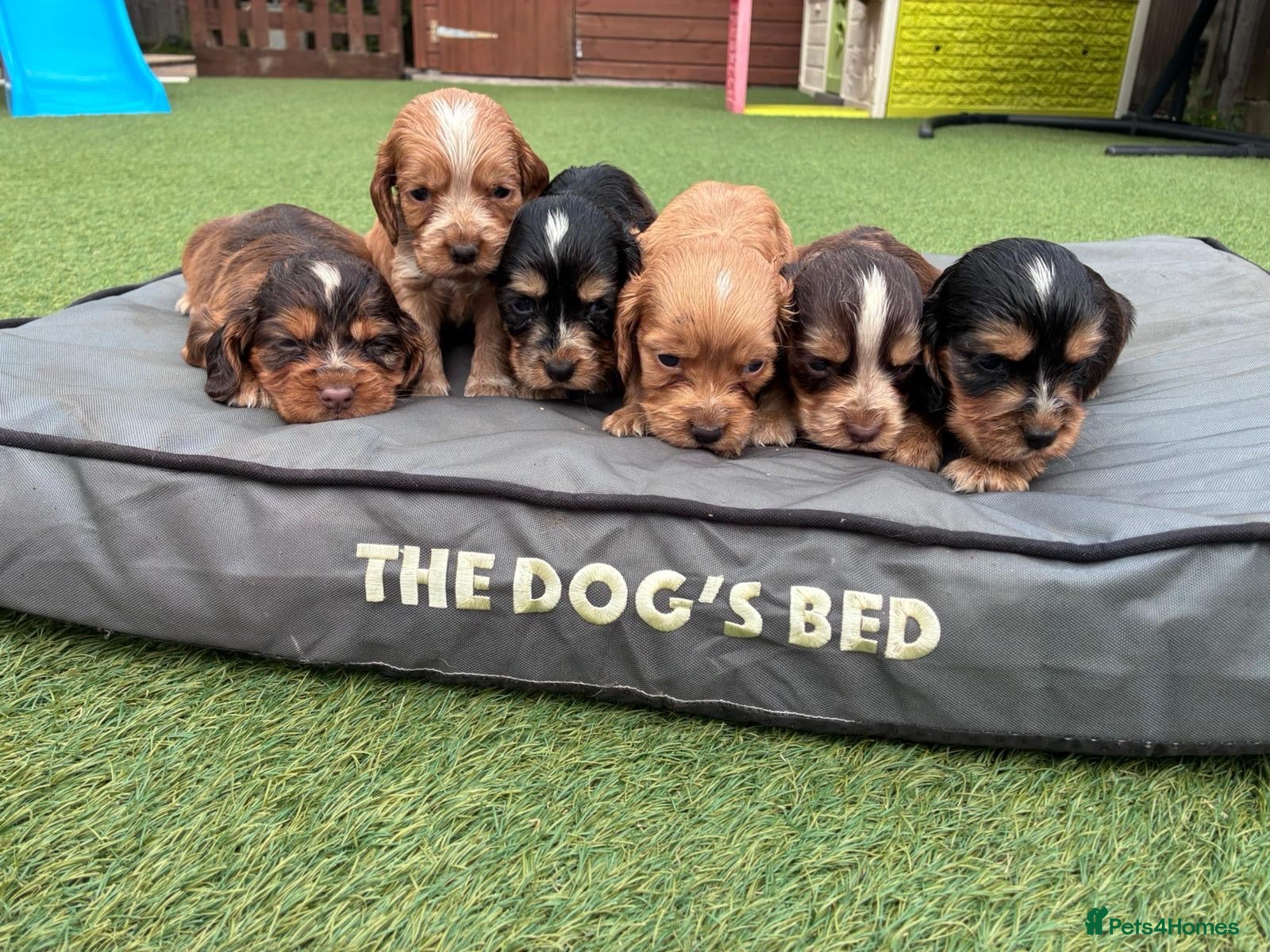 Cocker Spaniel dogs Cocker Spaniel Puppies - Advert 1