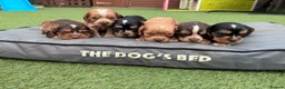 Cocker Spaniel dogs for sale: Cocker Spaniel Puppies - Advert 1
