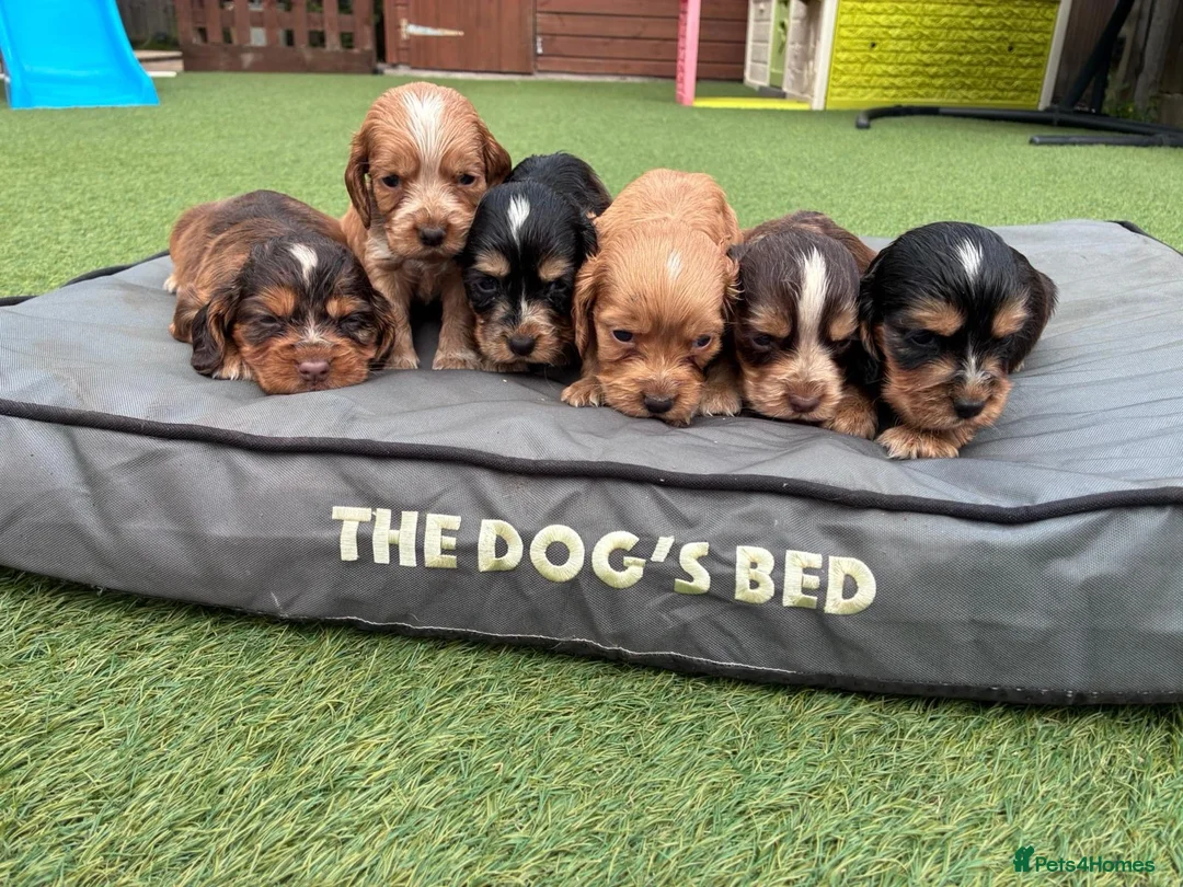Cocker Spaniel dogs for sale: Cocker Spaniel Puppies - Advert 1