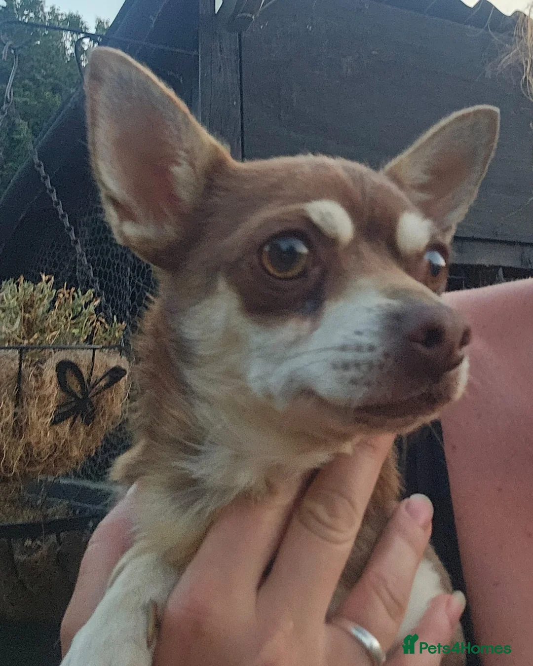 Chihuahua dogs for sale: 3 year old chihuahua  - Advert 9