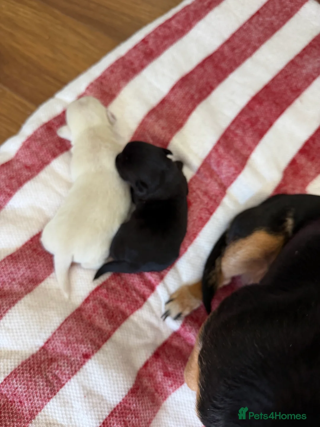 Jack Chi dogs for sale: 1white male 1 black female gawjus jack chi  in Middlesbrough - Advert 3