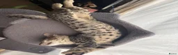 Savannah cats for sale: Savannah F4 kittens - Advert 3