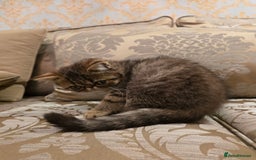 Exotic cats for sale: Super high quality Exotics - TICA reg pedigree - Image 15