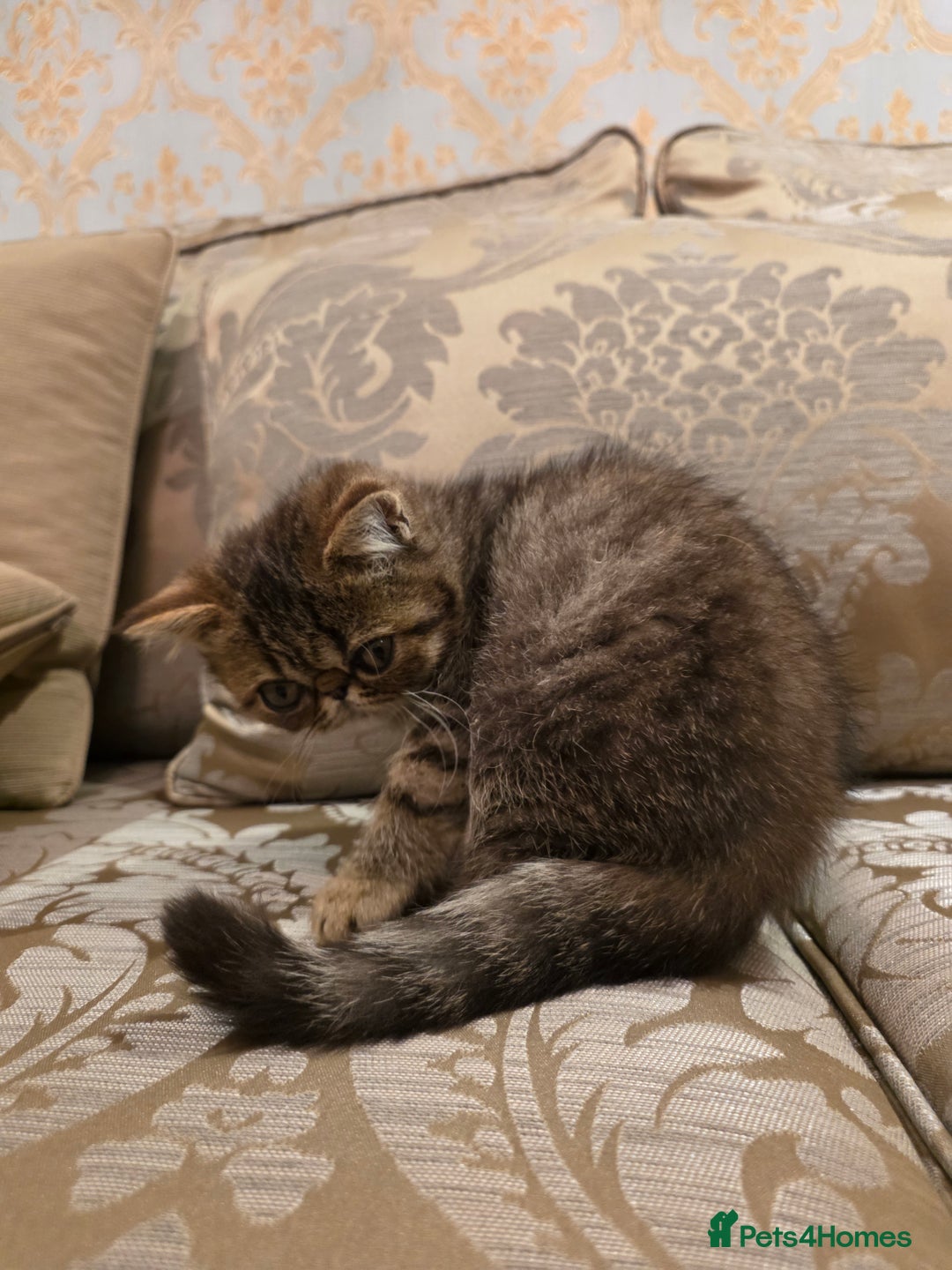 Exotic cats for sale: Super high quality Exotics - TICA reg pedigree - Image 15