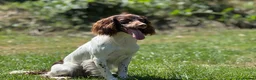 English Springer Spaniel dogs for stud: CHAMPIONSHIP WINNER 2025,ROSEBAY BLUE,HEALTHTESTED in Bristol - Advert 6