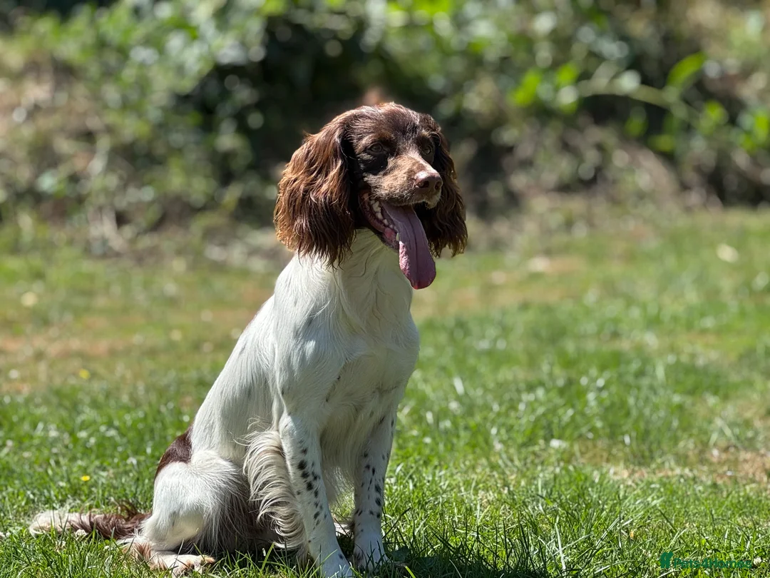 English Springer Spaniel dogs for stud: CHAMPIONSHIP WINNER 2025,ROSEBAY BLUE,HEALTHTESTED in Bristol - Advert 6