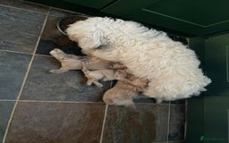 Maltipoo dogs for sale: ❤️XS TOY MALTIPOOS❤️ - Image 19