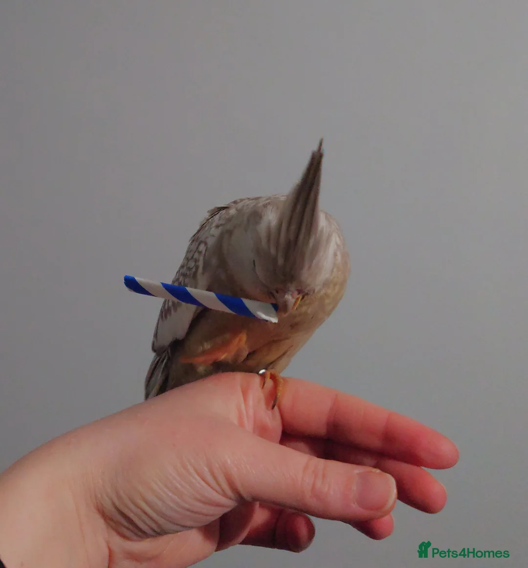 Cockatiels birds for sale: Hand reread silly tame DNA sexed baby cockatiels  - Advert 10