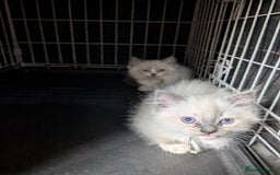 Ragdoll cats for sale: Ragdoll kittens - Image 2