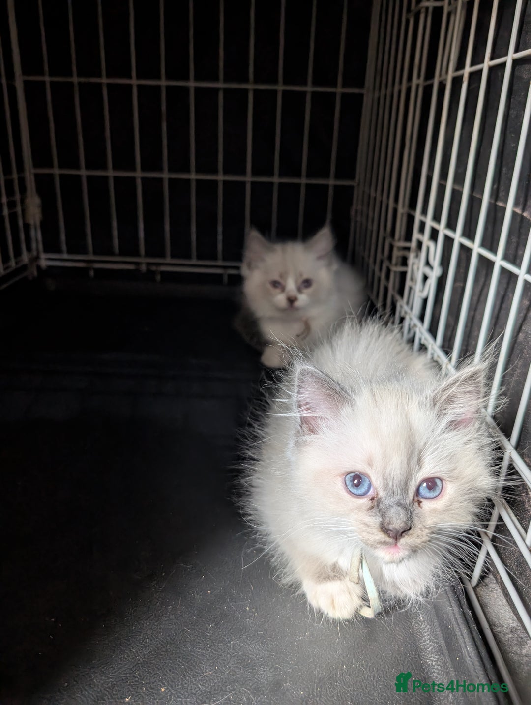 Ragdoll cats for sale: Ragdoll kittens - Image 2