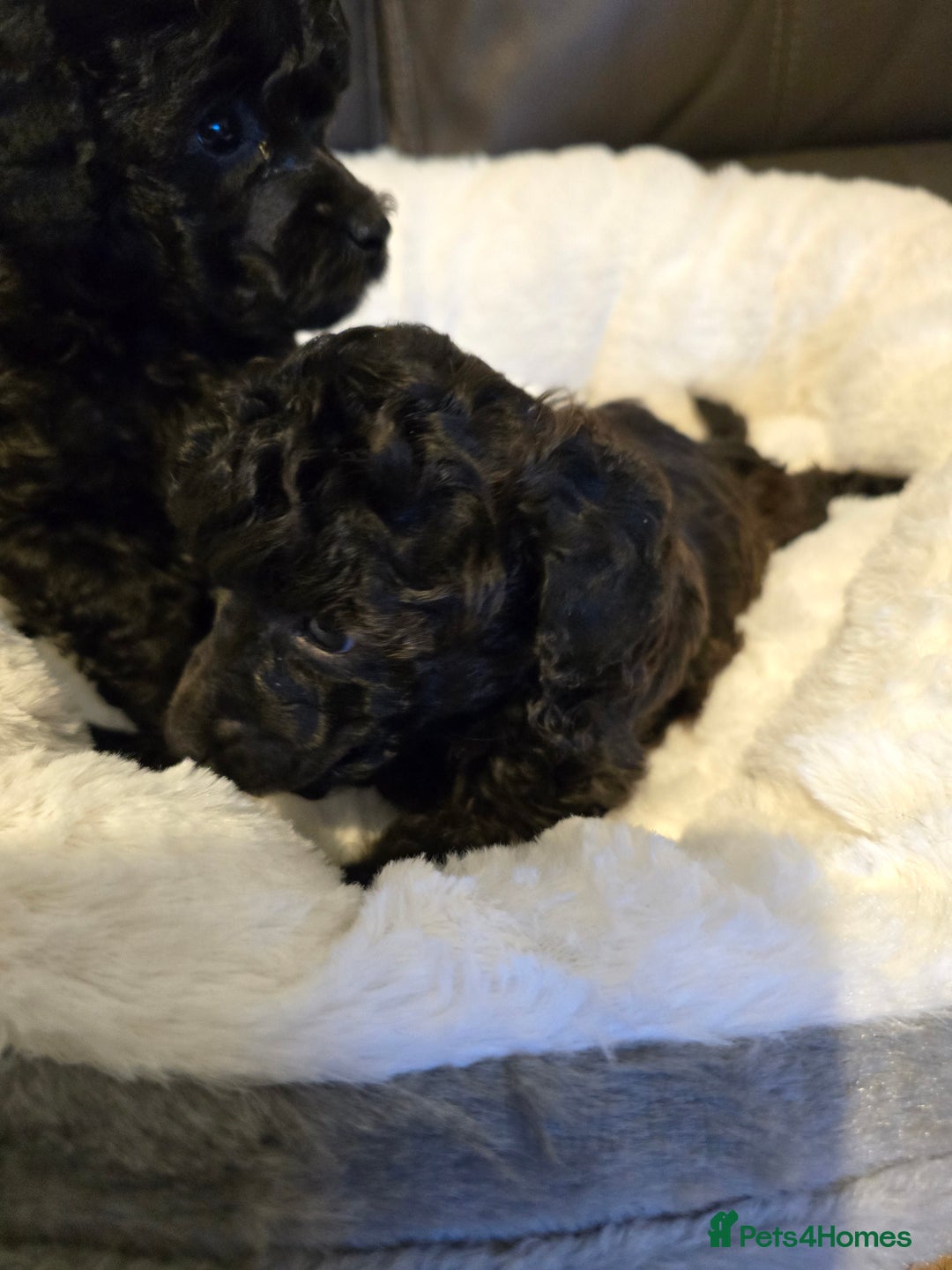 Miniature Poodle dogs for sale: 4 Amazing miniature poodles  - Advert 11