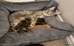 Domestic Shorthair cats for sale: Gorgeous kittens - Image 13