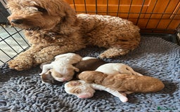 Mixed Breed dogs for sale: CockerpooXitalian spinone poo  - Image 1