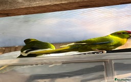 Parakeets birds for sale: Kakarikis  - Image 5