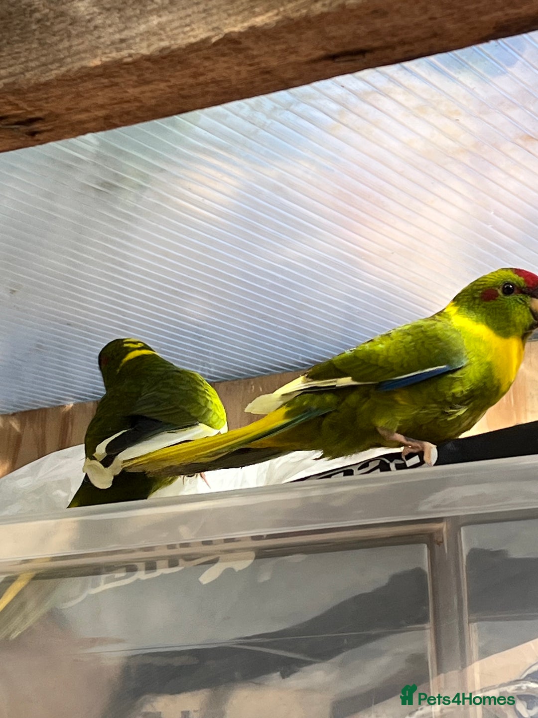 Parakeets birds for sale: Kakarikis  - Image 5