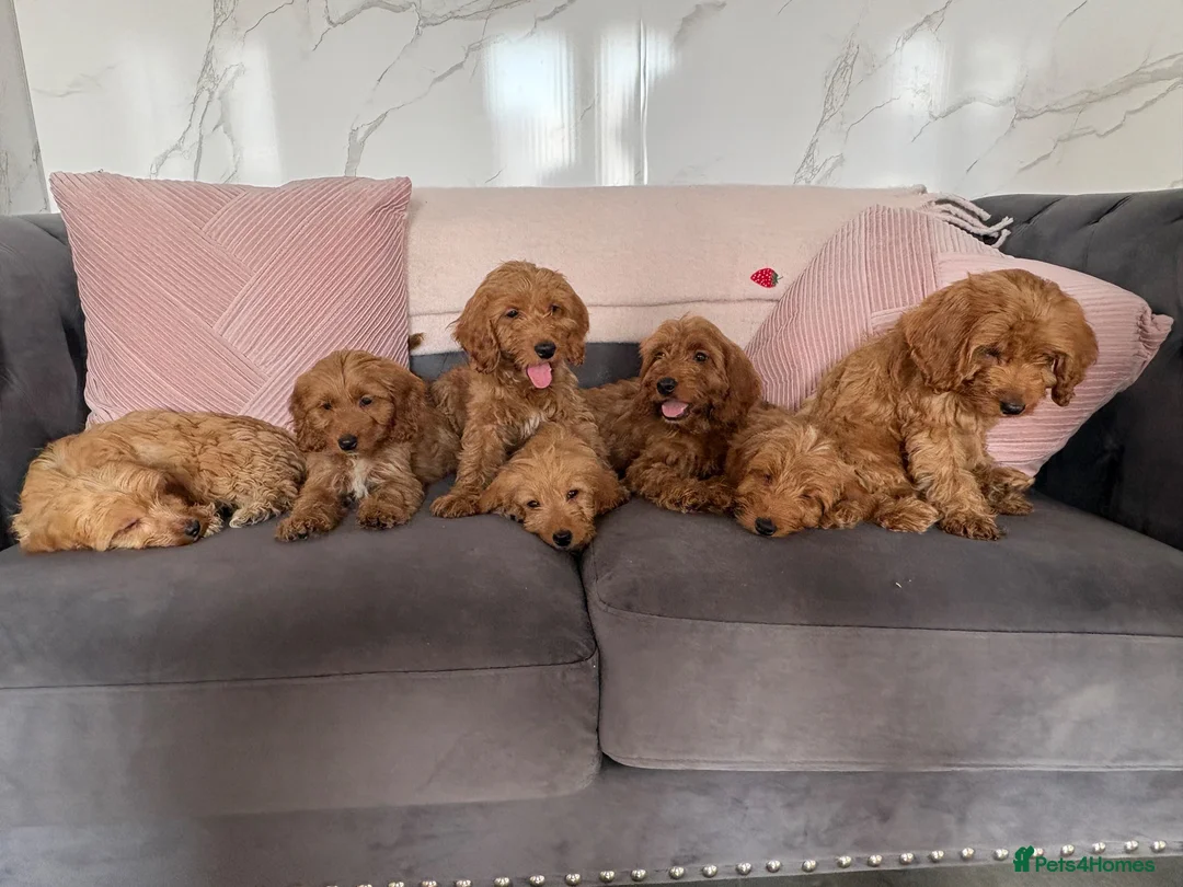 Cockapoo dogs for sale: Cockapoo in Dartford - Advert 1