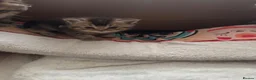 Scottish Fold cats for sale: Scottish fold and British shorthair kittens - Advert 15