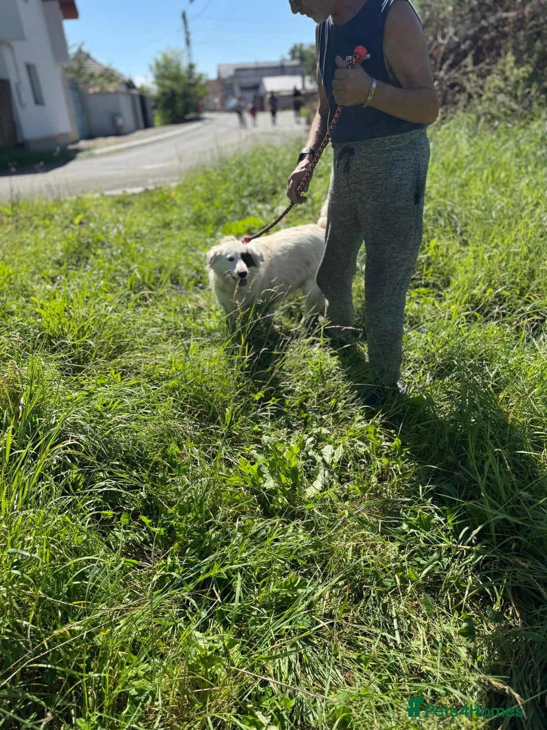 Mixed Breed dogs for adoption: Meet HANNAHH - a Lovely Girl for a Loving Home - Advert 8